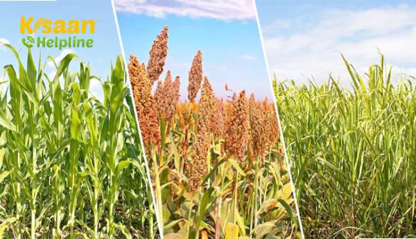 जलवायु परिवर्तन के परिदृश्य में फसलों का विविधीकरण आवश्यक है: श्री नरेंद्र सिंह तोमर